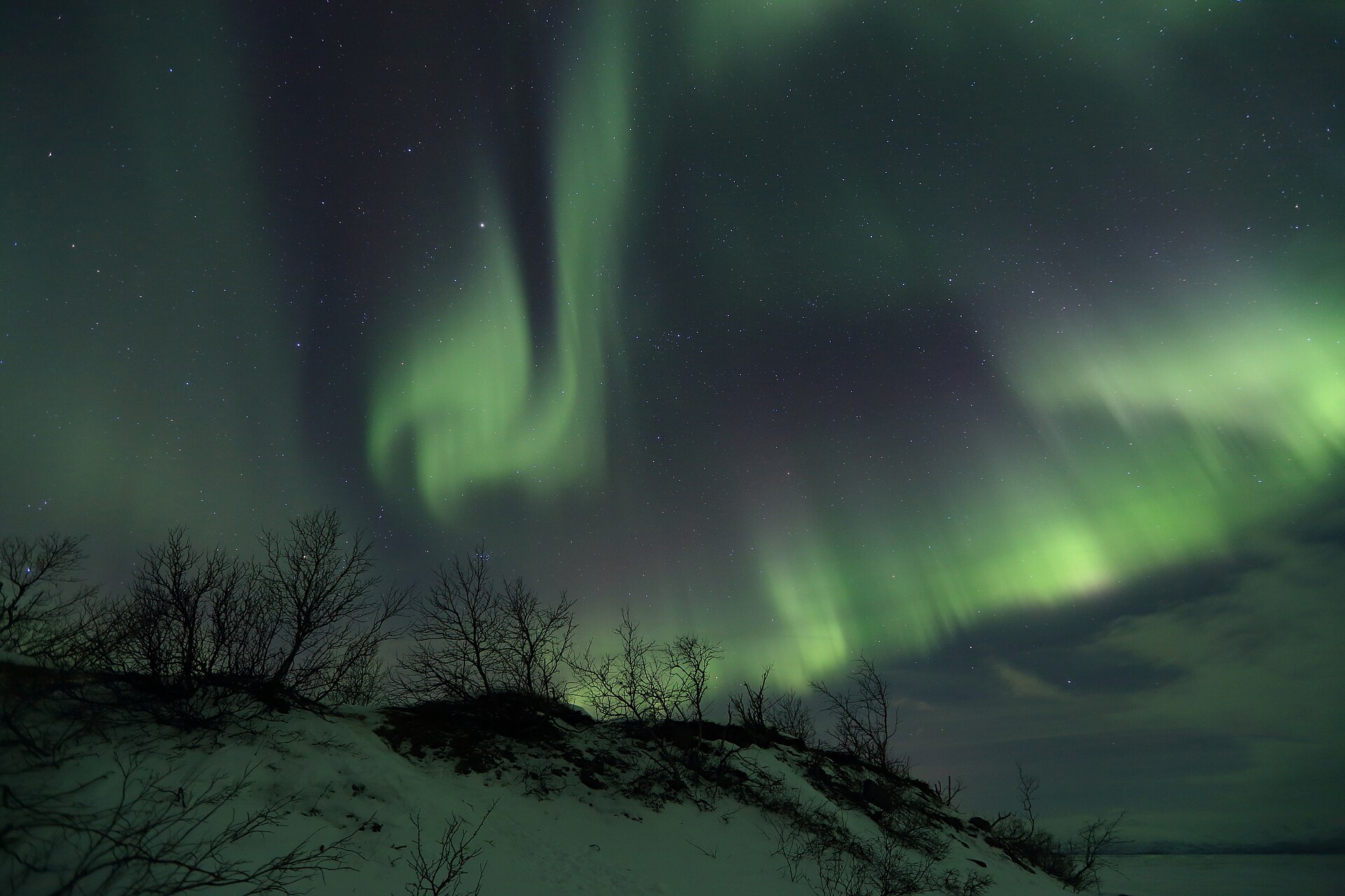 Aurora boreal verde sobre una ladera nevada con abedules cerca del lago Torneträsk, Abisko